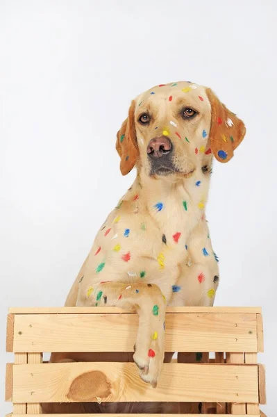 Labrador Retriever Bitch Painted Spots Sits Wooden Box — Stock Photo, Image