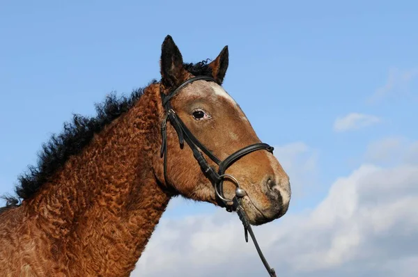 Cavalo Encaracolado Equus Ferus Caballus Égua Retrato Animal — Fotografia de Stock