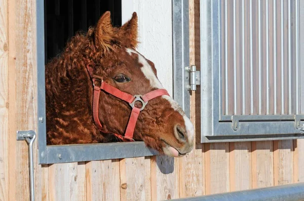 Cavalo Encaracolado Equus Ferus Caballus Potro Olhando Para Fora Estável — Fotografia de Stock