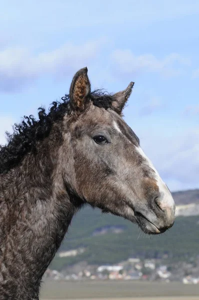 Lockiges Pferd Equus Ferus Caballus Stute Tierporträt — Stockfoto