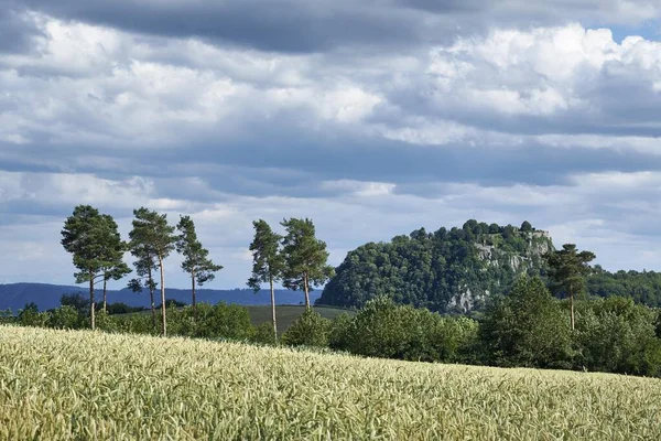 Vista Sobre Wheatfled Triticum Atrás Dele Vulcão Hegau Hohentwiel Distrito — Fotografia de Stock