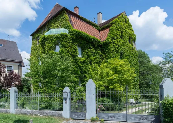 Gammal Villa Odlad Med Vilt Vin Jungfruliga Vinstockar Parthenocissus Nrdlingen — Stockfoto