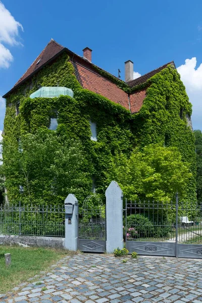 Alte Villa Mit Wildem Wein Bewachsen Jungrebe Parthenocissus Nrdlingen Bayern — Stockfoto