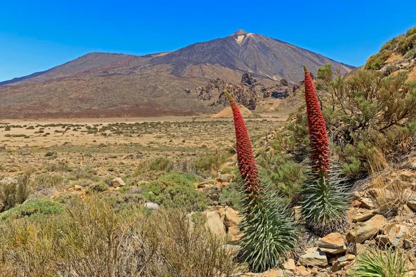 Vulcano Pico Del Teide Fioritura Echium Wildpretii Echium Wildpretii Parco — Foto Stock