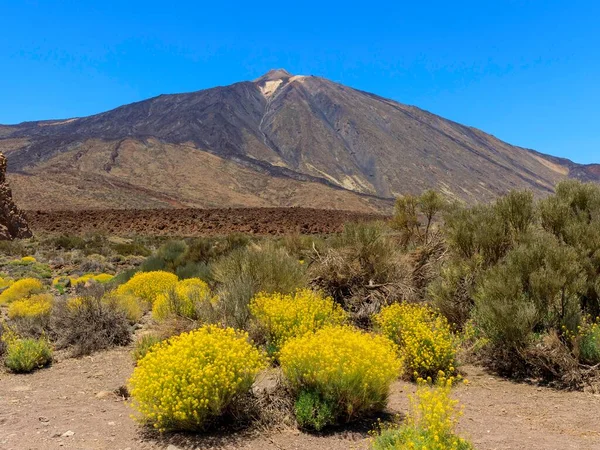 Vulkaan Pico Del Teide Wiet Descurainia Bourgaeana Bloei Nationaal Park — Stockfoto
