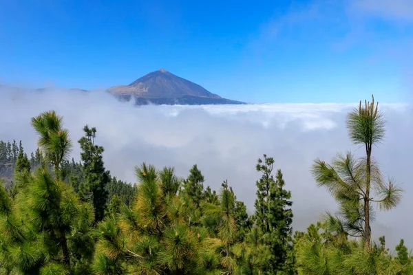 Canary Island Pine Pinus Canariensis Front Cloud Cover Back Volcano — Stock Photo, Image