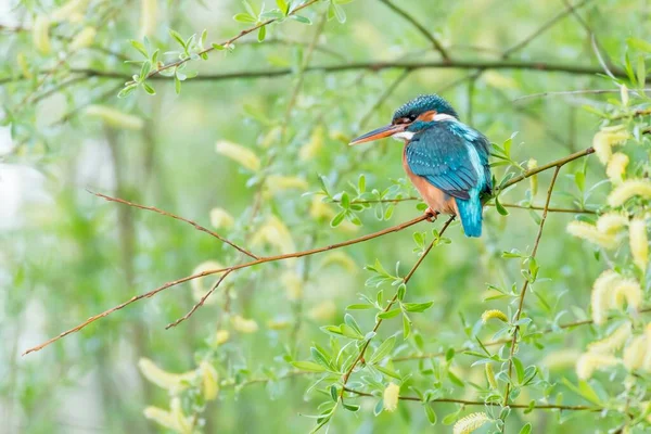 Female Common Kingfisher Alcedo Atthis Sitting Willows Branch Salix Hesse — Stock Photo, Image