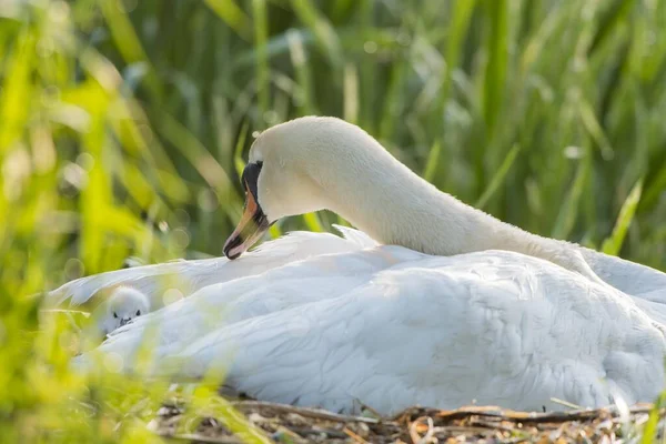 Mute Swan Cygnus Olor Chick Nest Έσση Γερμανία Ευρώπη — Φωτογραφία Αρχείου