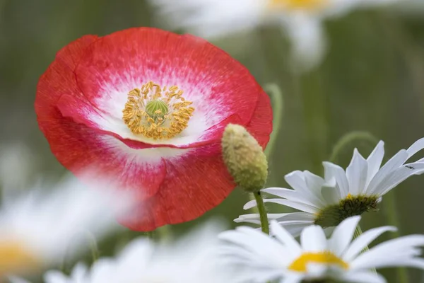 Maku Kukurydzianego Papaver Rhoeas Kwiat Hesja Niemcy Europa — Zdjęcie stockowe