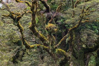New Zealand rainforest, dense moss covered branches, Fiordland National Park, Southland, New Zealand, Oceania clipart