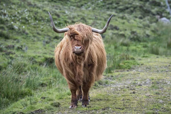 Scottish Highland Cattle Bos Taurus Βοσκότοπο Νήσος Skye Inner Hebrides — Φωτογραφία Αρχείου