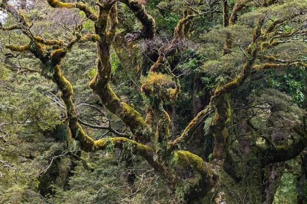 Selva Tropical Nueva Zelanda Densas Ramas Cubiertas Musgo Parque Nacional — Foto de Stock
