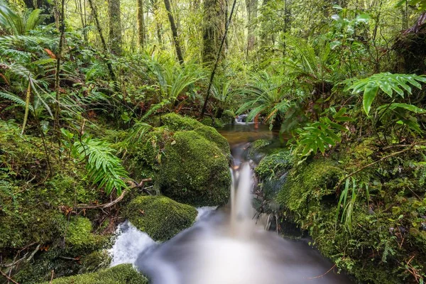 在茂密的热带雨林中有蕨类植物的溪 峡湾国家公园 新西兰 大洋洲 — 图库照片