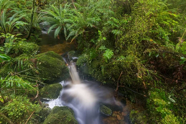 Strumyk Paproci Gęstej Dżungli Park Narodowy Fiordland Southland Nowa Zelandia — Zdjęcie stockowe