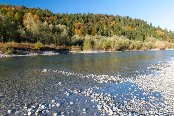 Floden Lech Med Höstskog Nära Ziegelwiesen Fssen Bayern Tyskland Europa — Stockfoto