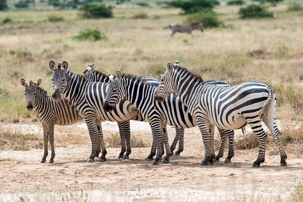 Herd Plains Zebra Equus Quagga Amboseli Ulusal Parkı Kenya Afrika — Stok fotoğraf