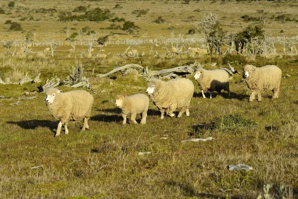 Schafe Mit Dichter Wolle Auf Der Weide Der Nähe Von — Stockfoto