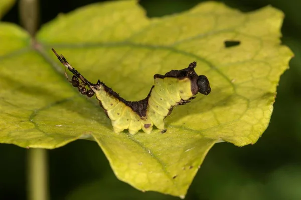 Puss Moth Cerura Vinula Κάμπια Ένα Φύλλο Δέχεται Επίθεση Από — Φωτογραφία Αρχείου