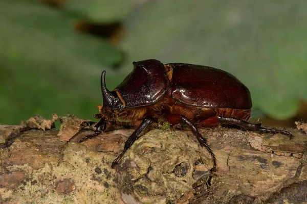 欧洲犀牛甲虫 Oryctes Nasicornis 分枝上的雄性 德国巴登 符腾堡 — 图库照片