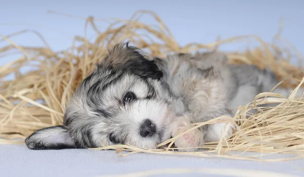 哈瓦纳 8周大的小狗 躺在稻草上休息 — 图库照片