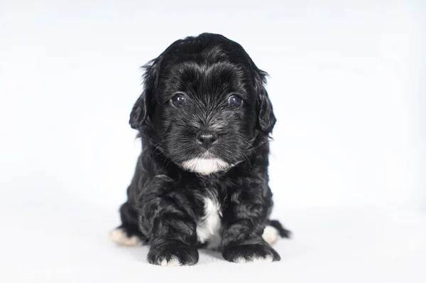 stock image Havanese, puppy, 6 weeks, sitting, studio shot