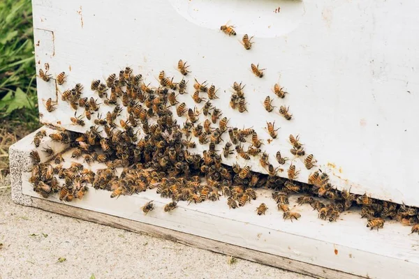 Abelhas Produtoras Mel Apidae Lado Fora Uma Colmeia Madeira Pintada — Fotografia de Stock
