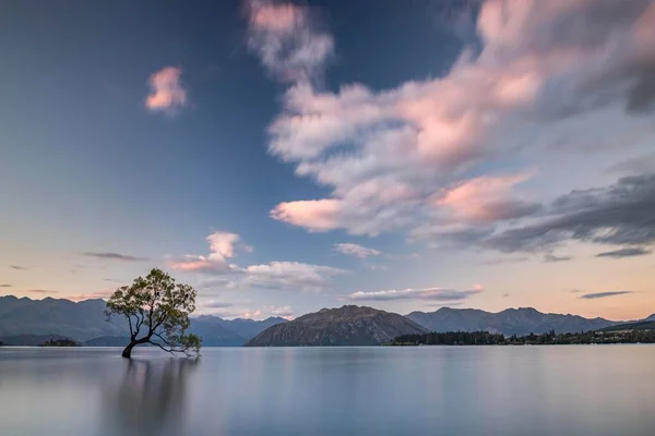 Единственное Дерево Стоящее Воде Озеро Ванака Ванака Три Закат Залив — стоковое фото