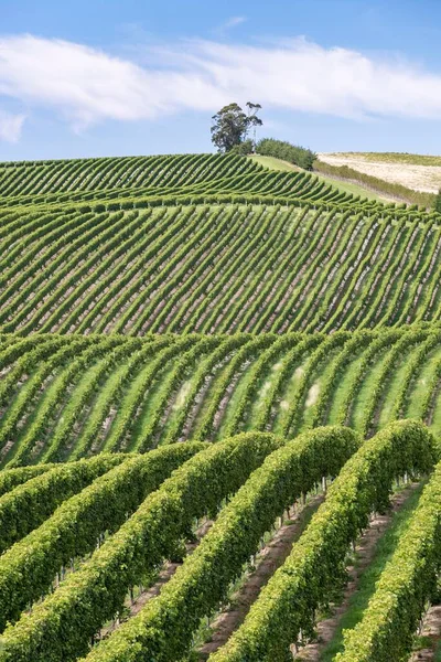 Wijngaarden Marlborough Region South Island Nieuw Zeeland Oceanië — Stockfoto