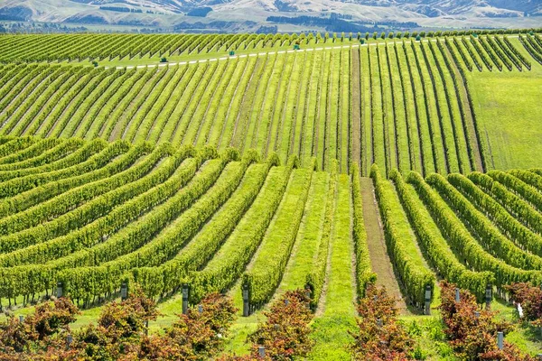 Wijngaarden Marlborough Region South Island Nieuw Zeeland Oceanië — Stockfoto