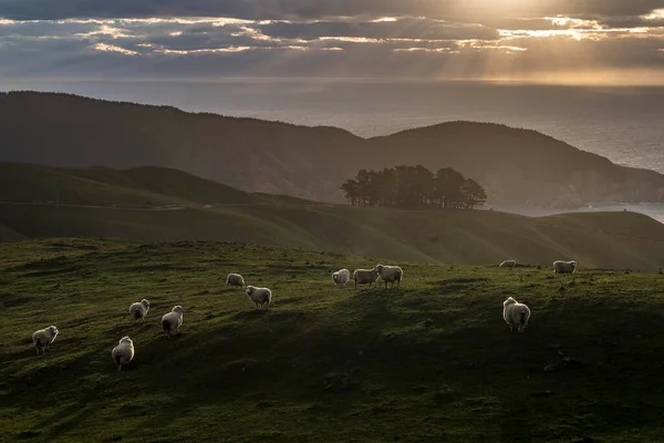 Koyun Akşam Ruh Mera Üzerinde Marlborough Bölge Marlborough Sesler Picton — Stok fotoğraf