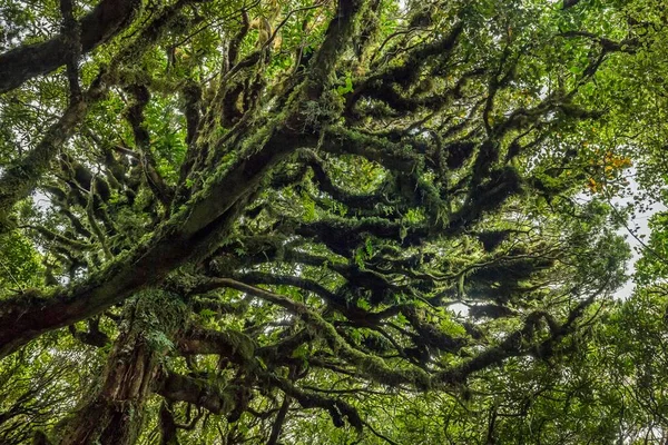 Árboles Cubiertos Musgo Denso Bosque Lluvioso Parque Nacional Egmont Taranaki — Foto de Stock