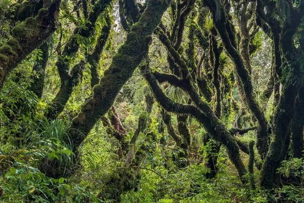 Bäume Mit Dichtem Moos Regenwald Goblin Forest Egmont National Park — Stockfoto