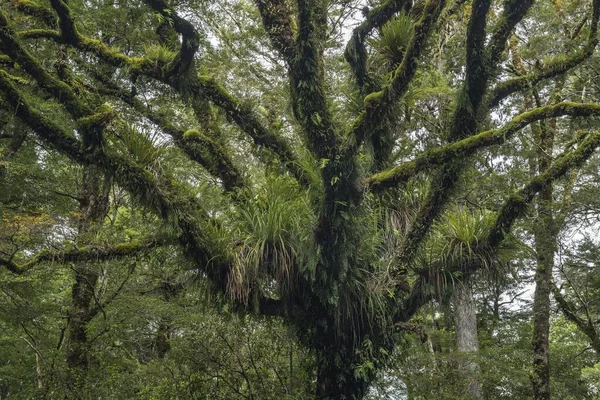 Moosig Und Grasbewachsenen Zweige Urewera Nationalpark North Island Neuseeland Ozeanien — Stockfoto