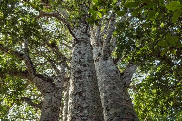 Four Sisters Four Closely Spaced New Zealand Agathis Australis Trees — Stock fotografie