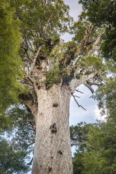 Tane Mahouta Lord Forest Treetop Largest Agathis Australis Agathis Australis — 图库照片