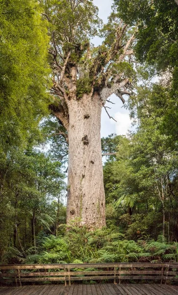 Tane Mahuta Lord Forest Largest Australis Australis Fampoua Forest Northland — стоковое фото