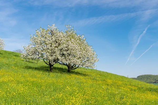Blühende Kirschbäume Prunus Avium Auf Der Wiese Fricktaler Chriesiwg Kirschweg — Stockfoto