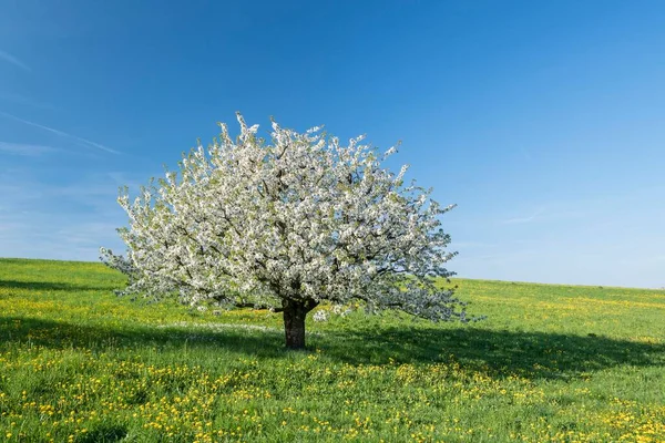 꽃피는 벚나무 Prunus Avium 초원의 벚나무 Fricktaler Chriesiwg 트레일 Fricktal — 스톡 사진