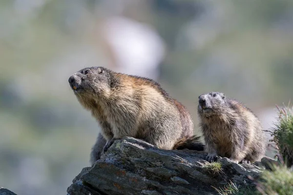 Due Marmotte Marmota Marmota Rocce Parco Nazionale Degli Alti Tauri — Foto Stock