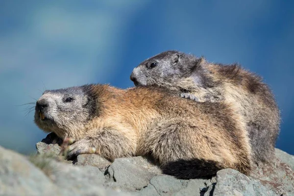 Due Marmotte Marmota Marmota Rocce Parco Nazionale Degli Alti Tauri — Foto Stock
