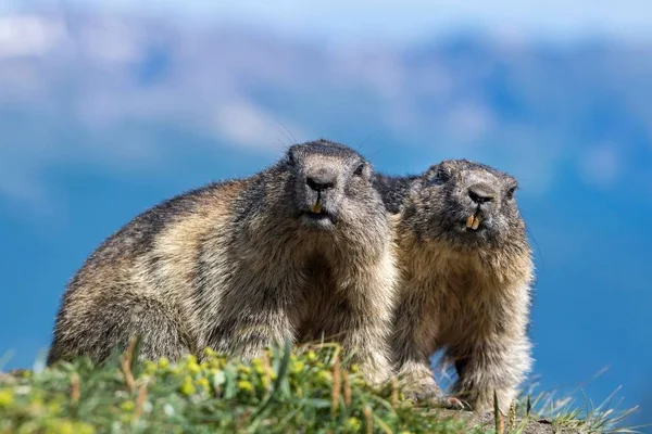 Due Marmotte Marmota Marmota Parco Nazionale Degli Alti Tauri Carinzia — Foto Stock