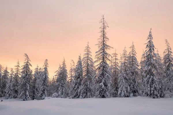 Snowy Trees Winter Dawn Riisitunturi National Park Posio Lapland Finland — Stock Photo, Image