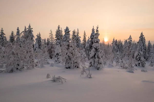 Verschneite Bäume Winterlandschaft Flache Sonne Riisitunturi Nationalpark Posio Lappland Finnland — Stockfoto