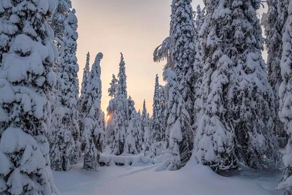Met Sneeuw Bedekte Sparren Riisitunturi National Park Posio Lapland Finland — Stockfoto