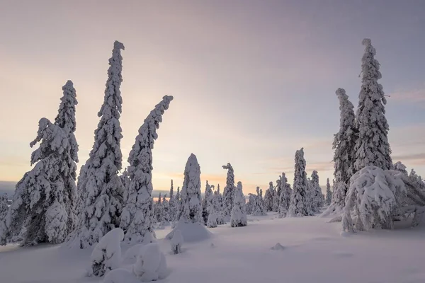 Verschneite Bäume Winterlandschaft Riisitunturi Nationalpark Posio Lappland Finnland Europa — Stockfoto