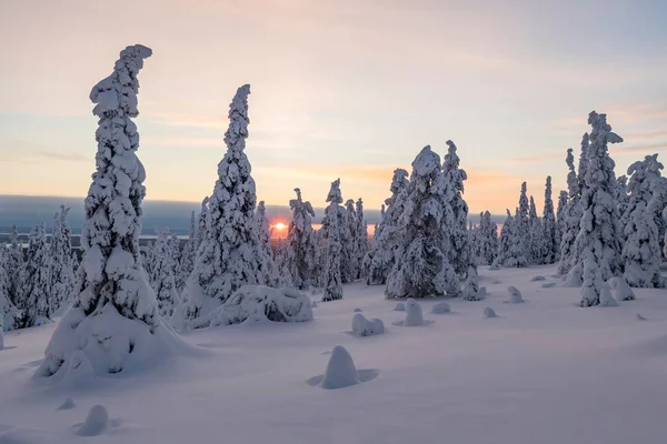 Met Sneeuw Bedekte Bomen Ondiepe Zon Winterlandschap Nationaal Park Riisitunturi — Stockfoto