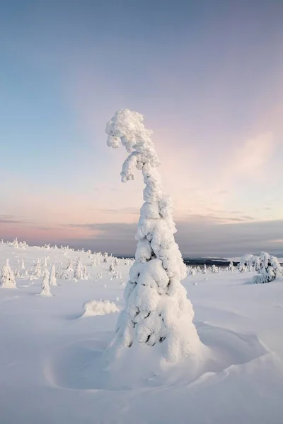 Ośnieżone Drzewa Krajobraz Zimowy Park Narodowy Riisitunturi Posio Laponia Finlandia — Zdjęcie stockowe