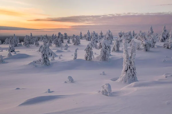 Заснеженные Деревья Зимний Пейзаж Национальный Парк Рииситунтури Posio Лапландия Финляндия — стоковое фото