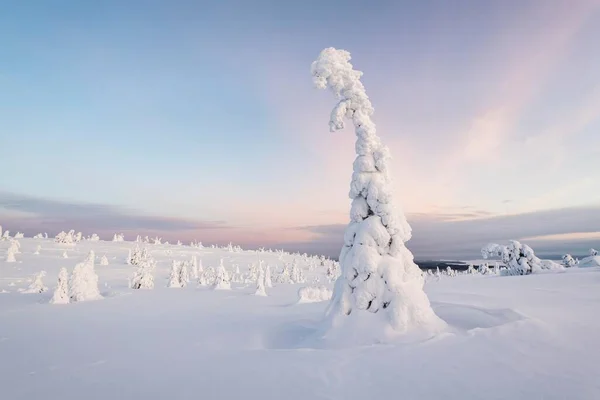 Verschneite Bäume Winterlandschaft Riisitunturi Nationalpark Posio Lappland Finnland Europa — Stockfoto