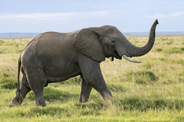 Αφρικανικός Ελέφαντας Loxodonta Africana Εθνικό Πάρκο Amboseli Κένυα Ανατολική Αφρική — Φωτογραφία Αρχείου